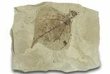Detailed Fossil Leaf (Populus) - Green River Formation, Utah #323176-1